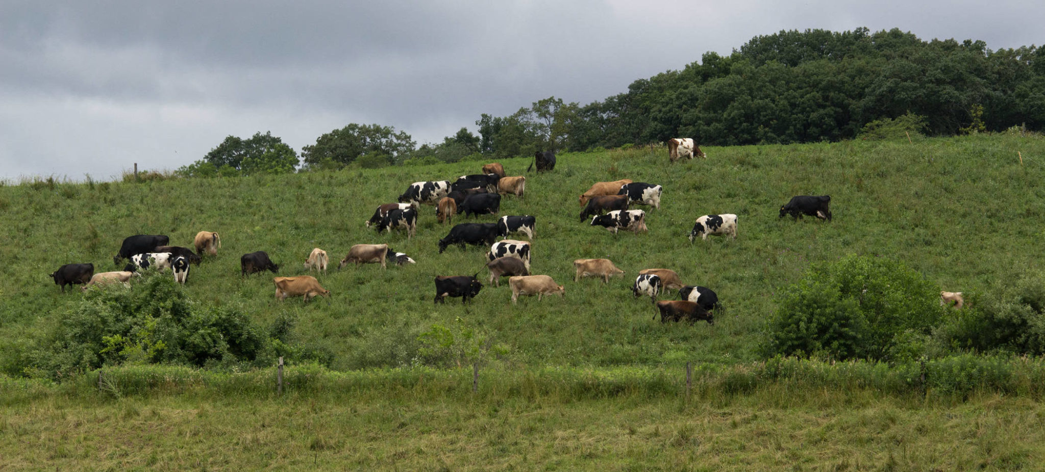 作物和牲畜一体化-罗代尔研究所- betway官网在线登录